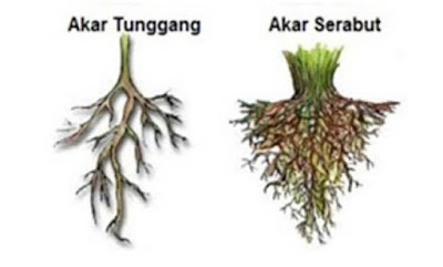  Karena pada tumbuhan memiliki berbagai manfaat Nih Pengertian Akar ( Bagian bagian, Jenis, Ciri-ciri, dan Fungsi Akar Pada Tumbuhan )