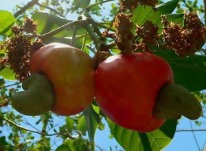 cashewnews_016