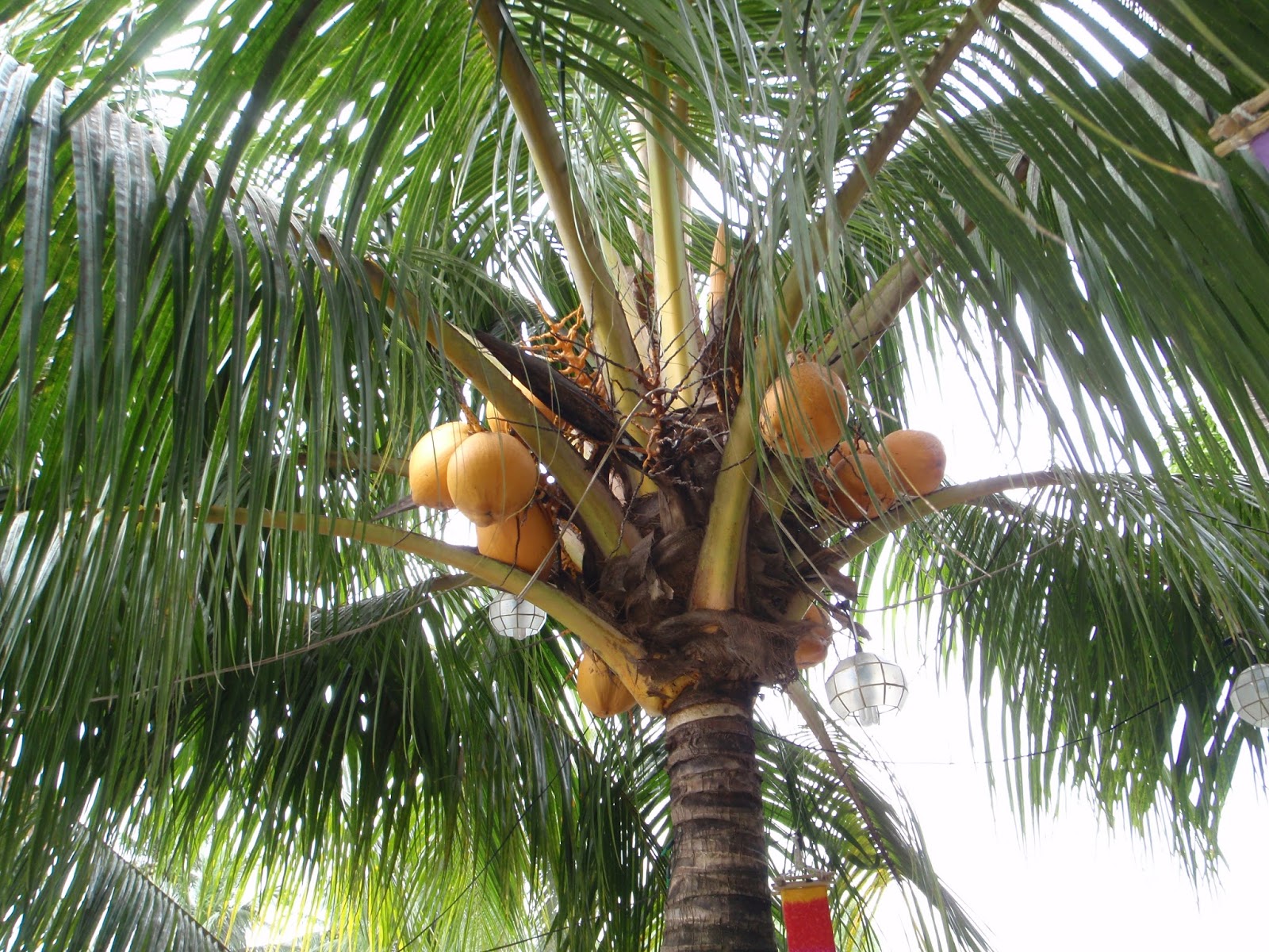 Xtremehorticulture Of The Desert Qatar Coconut Palm Possible But Difficult
