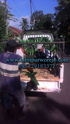 jual bibit pisang ambon, jual bibit pisang ambon kuning, bibit pisang ambon, bibit pisang ambon kuning, bibit pisang ambon hijau, jual bibit pisang, jual bibit pisang ambon kultur, jual bibit pisang ambon siap tanam, jual bibit pisang ambon super, jual bibit pisang ambon murah, jual bibit pisang ambon hijau, jual bibit pisang ambon, jual aneka bibit pisang ambon, olahan pisang ambon, daerah penghasil pisang ambon, bibit pisang ambon murah, jual bibit pisang ambon super murah, pisang ambon jawa tengah, jual bibit pisang ambon di purworejo, pusat pembibitan pisang ambon, pusat pembibitan pisang ambon, pusat pembibitan pisang ambon di indonesia, central bibit pisang ambon, aneka pisang ambon, manfaat pisang ambon, harga bibit pisang ambon, harga buah pisang ambon, pisang ambon, jual bibit pisang ambon, harga bibit pisang ambon, harga pisang ambon, daerah penghasil pisang ambon, kualitas pisang ambon