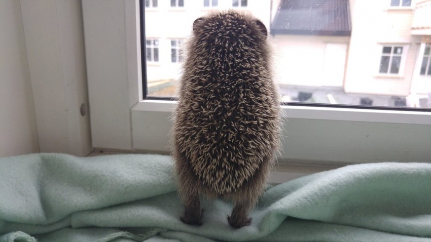 the hedgehog at the window