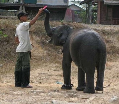 gajah berbagi makanan dengan manusia lucu