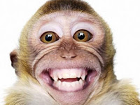 Download Gambar Monyet Ketawa