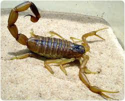 Death Stalker Scorpion