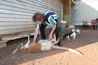 Pet Kangaroo Seen On www.coolpicturegallery.us