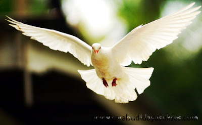 Beternak Burung Merpati