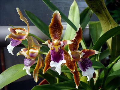 Odontoglossum harryanum care and culture