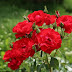 Growing Roses with Love: Tips for Cultivating Your Own Rose Garden | Swatt Views 