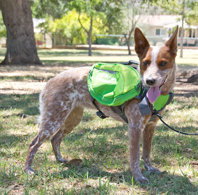 Whether it's carrying a couple of water bottles, or pulling a cart, dogs know when they are being useful!