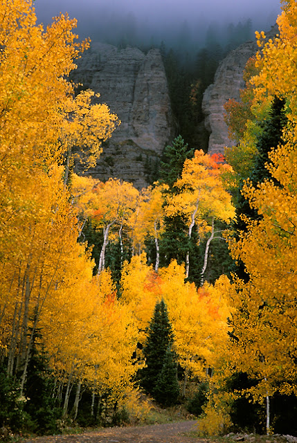 Aspen lining High Mesa Road near Cimarron, Colorado