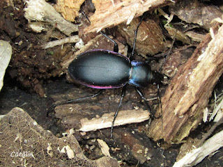 Carabus (Megodontus) violaceus andrzejuscii IMG18248