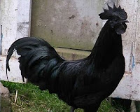 Chicken Cemani | Black Chicken | Cemani Raising Chickens