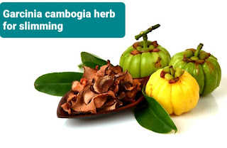 اين تباع عشبة الجارسينيا و شكل عشبة الجارسينيا من العطار  Garcinia cambogia herb for slimming  عشبة الجارسينيا للتنحيف
