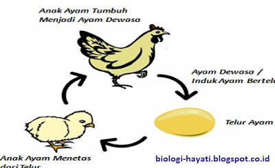 Metamorfosis pada Ayam