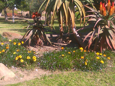 gazania