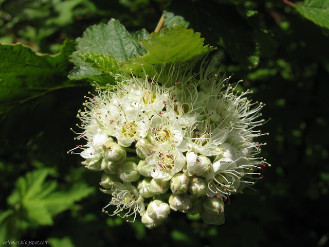 puff of white flowers and buds
