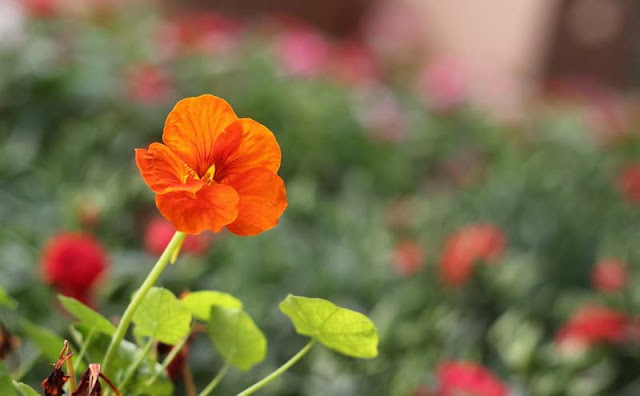 Nasturtium Flowers Pictures