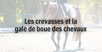  Les crevasses et la gale de boue des chevaux