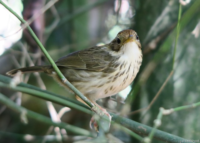 Bird - while hiking the Pha Dok Siew nature trail at Doi Inthanon