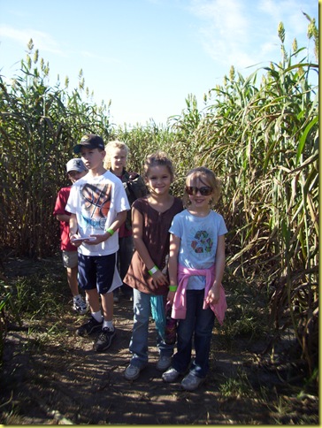 Corn maze 022