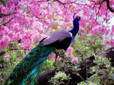 peacock-national-bird-of-india-proud-for-india