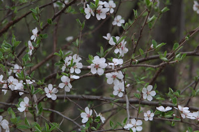 wild plum blossoms