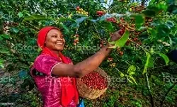 World Coffee Day 2020