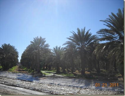 DSCN7307