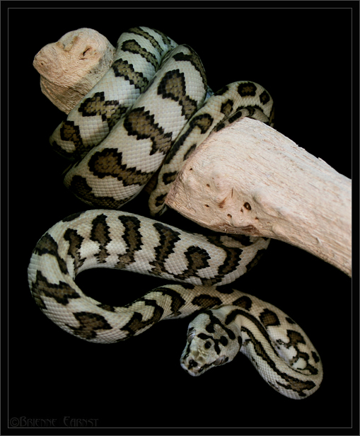 Jungle Jaguar Carpet Python. Jaguar carpet python