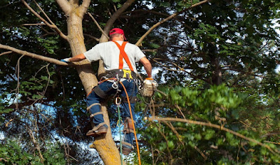 Tree removal Frankston