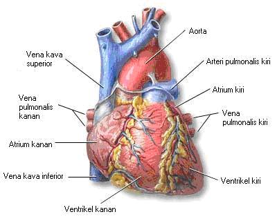 https://blogger.googleusercontent.com/img/b/R29vZ2xl/AVvXsEj3oirZf6yaSdo55EVvfuPWjYeSzA1HToGYLVyvzQP-FESttmoeja4c8SzHznXRY702fy8N1ZHeUzGCwsTeZ-KCuUKhmKc__1WGbXyO7-eysvwFx1RkWZLHen7PyKuKm2PwelPzY6OpNto/s1600/jantung.jpg