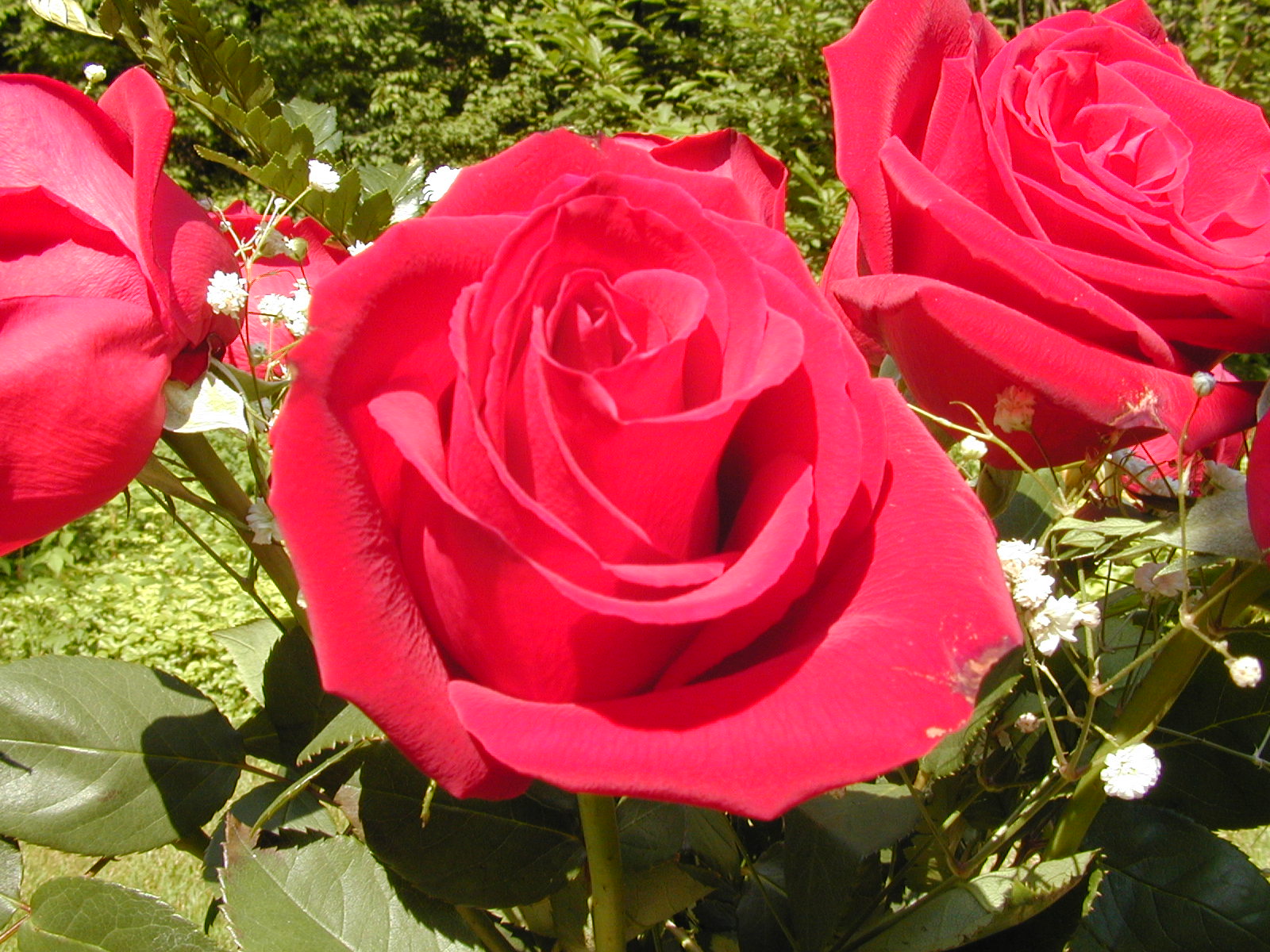 Best Photography Rose flower