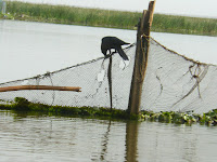 Crow eating a snake at Mangalajodi Orissa