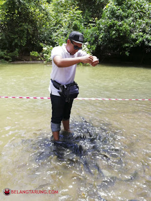 Beri Ikan Kelah Makan