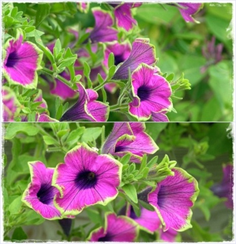 petunia1