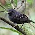 El Hormiguero de Dorso Escamoso, Scale-backed Antbird