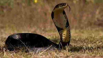 black snake image for wallpaper indian image 