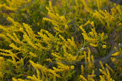 Synaphea spinulosa subsp borealis