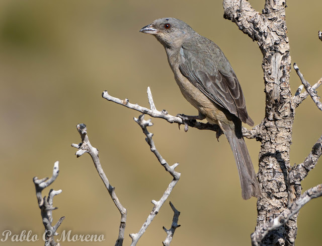 alt="naranjero hembra , naranjero,aves de Mendoza"