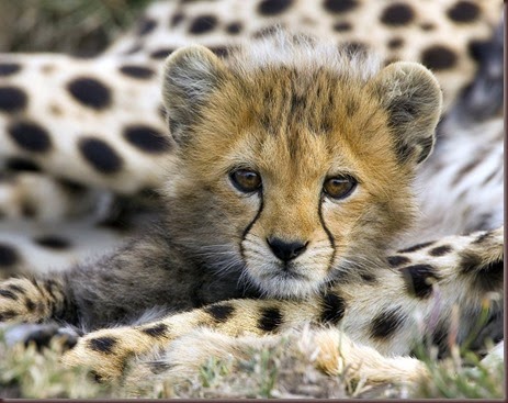 Amazing Animal Pictures Cheetah (3)