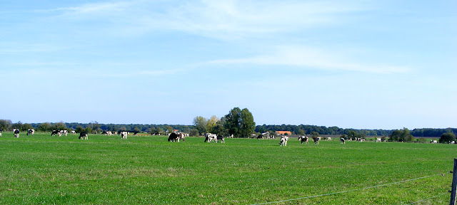 Dairy herd, Indre et Loire, France. Photo by Loire Valley Time Travel.
