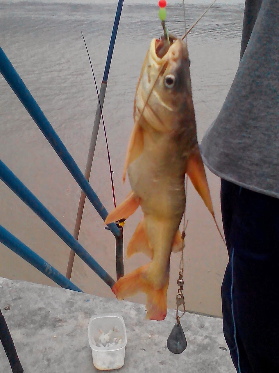 MEMERANG SUNGAI Ikan  Duri Belukan Sungai Kuala Selangor 1