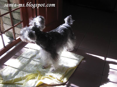 Miniature-Schnauzer