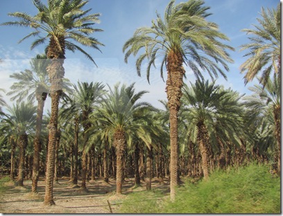 Date Palm Farm