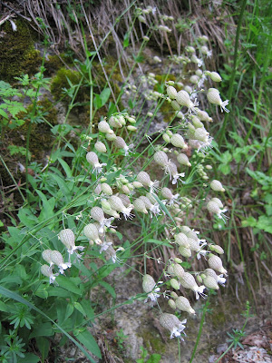 coléte, silene inflata, coleta, conillets, conills, acoletas, alcadicea, alcaducea, alcanducea, alcandueca, alcoletas, ben blanco, berza, berzuela, blanca, botello, bragas de cuco, calzón de cuco, carnicuela, carnihuela, cascabelillo de Canarias, cebolla, churriana, cluxidera, cohetes, coleja, colejón, colellas, coleta, colleja, colleja común, colleja fina, colleja marina, collejas, collejas de España, collejas finas, collejicas finas, collejón, conehera, coneja, conejera, conejeras, conejina, conejinos, conejito de campo, conejuelas, coneles, conillets, cornagüela, cornahuela, cornihuela, cuetes, cunillos, estallaores, farifuelles, farolillos, guiso, hierba conejina, hierba de los truenos, manzana de cuco, manzanillón, petardos, pistones, polemonia, polemonio, raíz blanca, restallones, restallos, restralleta, restralletas, restrallete, restrallos, restrallón, roya, sanjuanines, santibañes, silena, tirabeques de la esperanza, tirapeoh, tiratiros, tracabols, trisco, triscos, truenos, verderuela