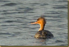 - Reb-breasted Meganser Female ROT_3432 January 19, 2012 NIKON D3S