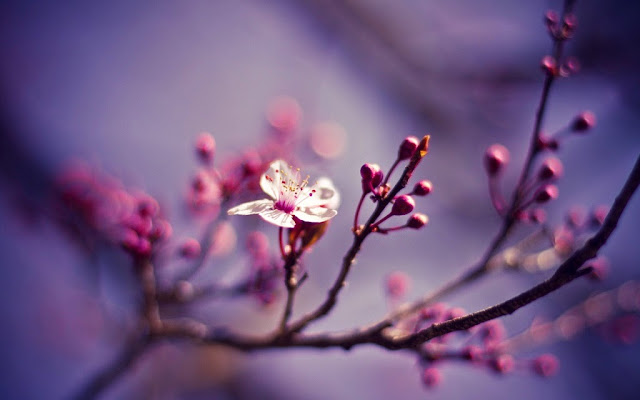 10 Gambar  Wallpaper Bunga  Sakura  Gambar  Top 10