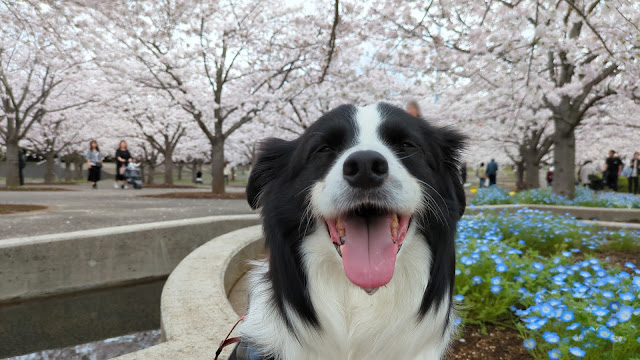 保護犬 ボーダーコリー トーマ 幕張さくら広場