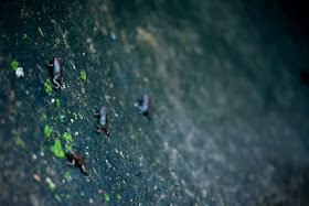 Bébés grenouilles ou crapauds