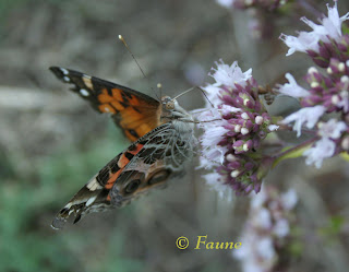 Painted Lady on Oregano Bloom